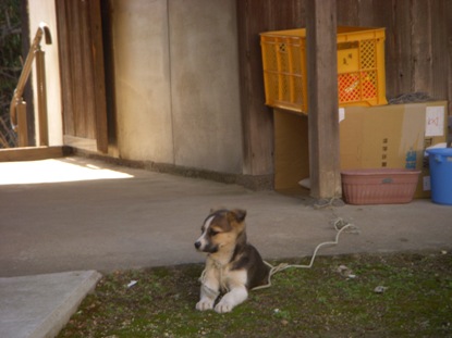 �Ԍ��̃o��