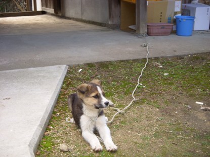 �Ԍ��̃o��