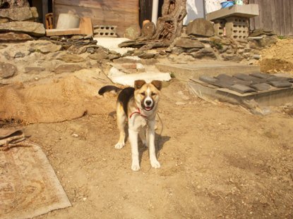 �Ԍ��̃o��