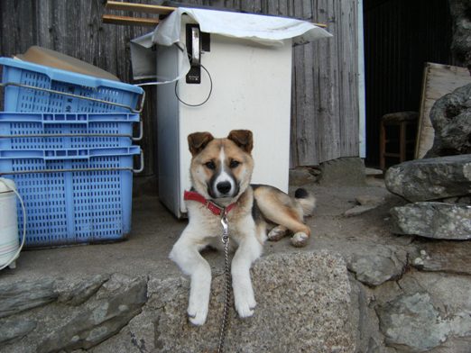 �Ԍ��̃o��