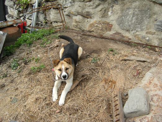 �Ԍ��̃o��