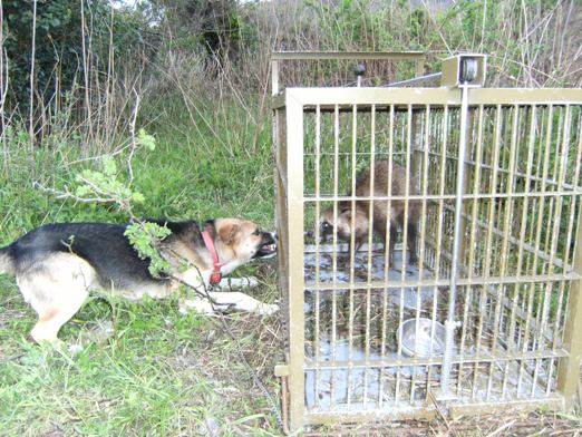 �Ԍ��̃o��