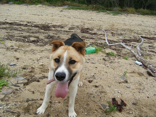 �Ԍ��̃o��