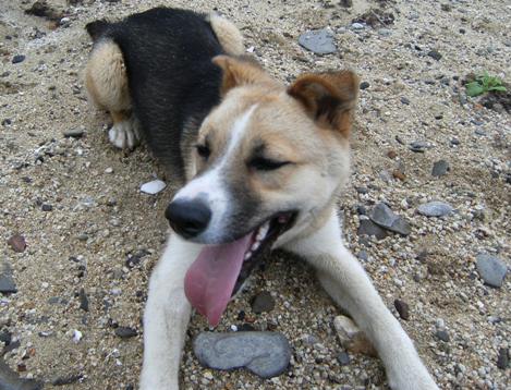 �Ԍ��̃o��