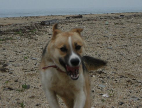 �Ԍ��̃o��