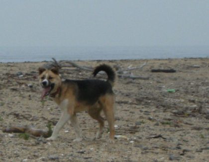 �Ԍ��̃o��