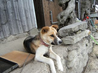 �Ԍ��̃o��