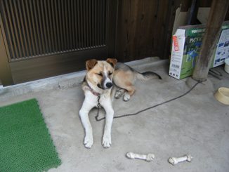 �Ԍ��̃o��