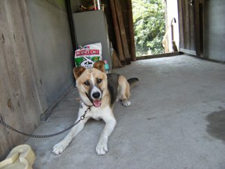 �Ԍ��̃o��