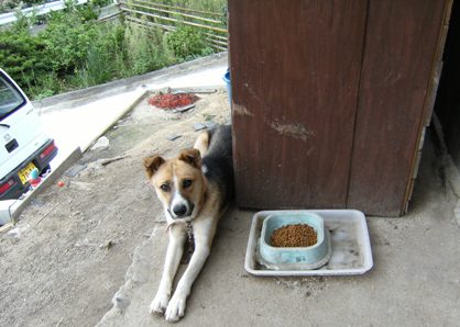 �Ԍ��̃o��