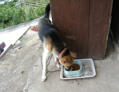 �Ԍ��̃o��