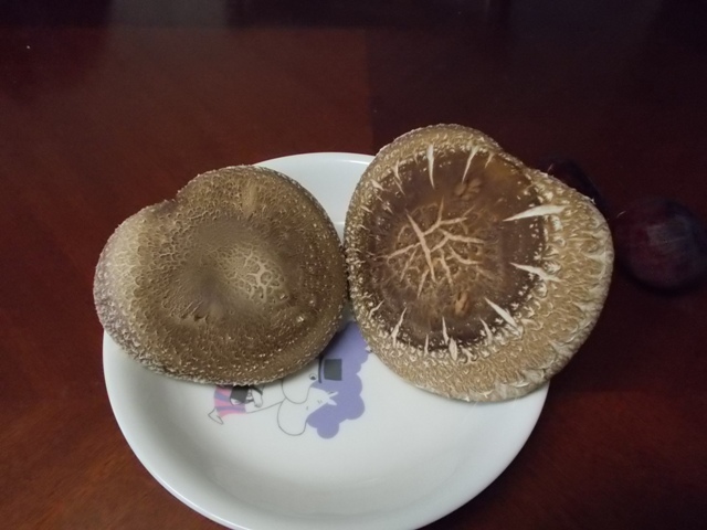 シイタケ