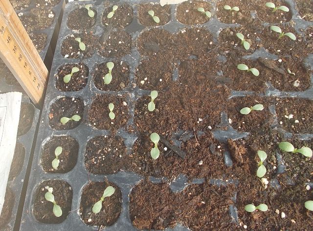 ビニールハウスの中