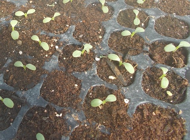 ビニールハウスの中