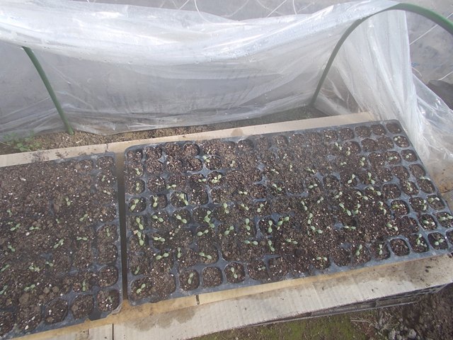 ビニールハウスの中