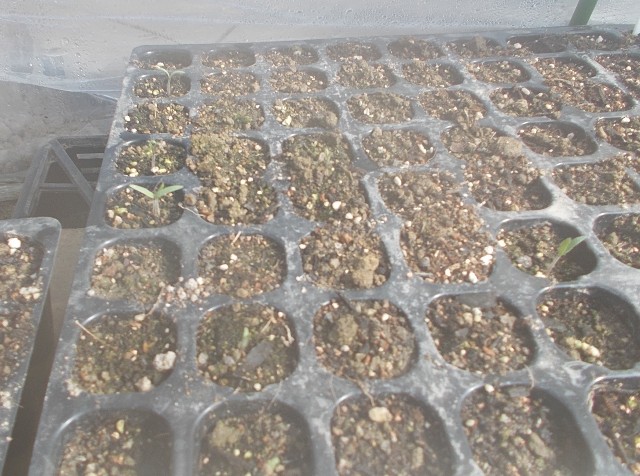 ビニールハウスの中