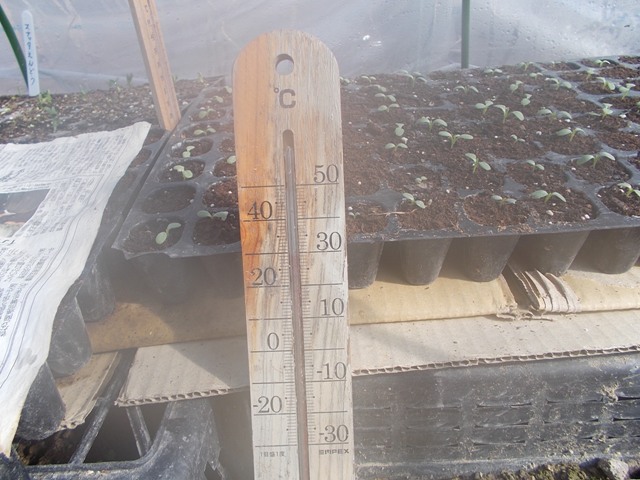 ビニールハウスの中