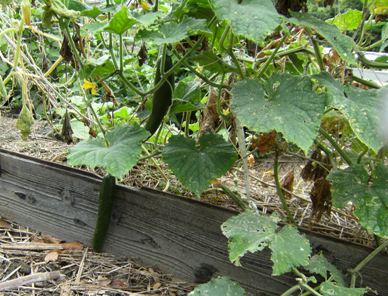 �L���[��