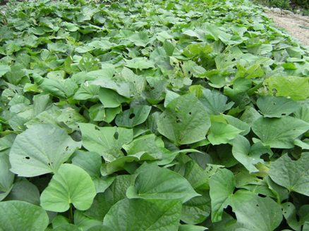 �C���d��