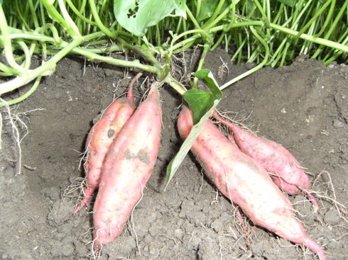 �T�c�}�C��