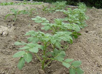 ���Ⴊ����