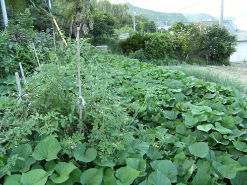 �T�c�}�C��