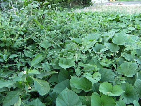 �T�c�}�C��