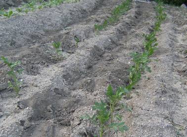 ���Ⴊ����