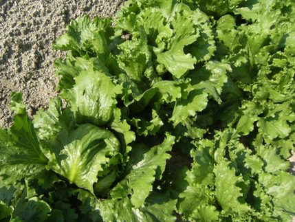 ���܂���