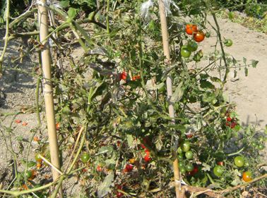 ���܂���