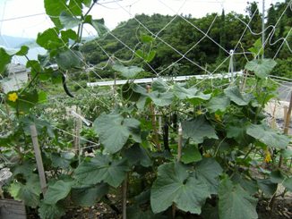 �L���[��