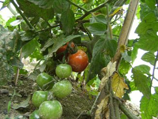 �v�`�g�}�g