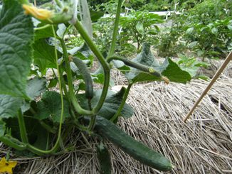 �L���[��