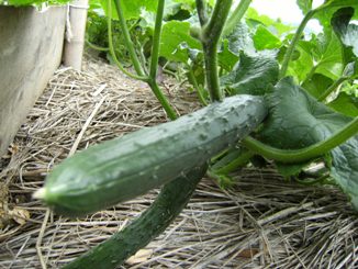 �L���[��