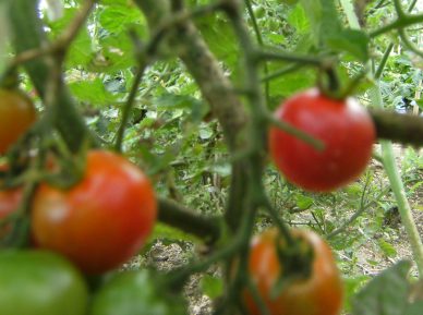 �v�`�g�}�g