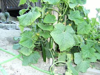 �L���[��