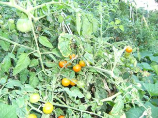 �v�`�g�}�g