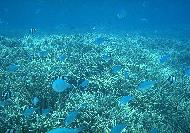 �V���m�[�P��